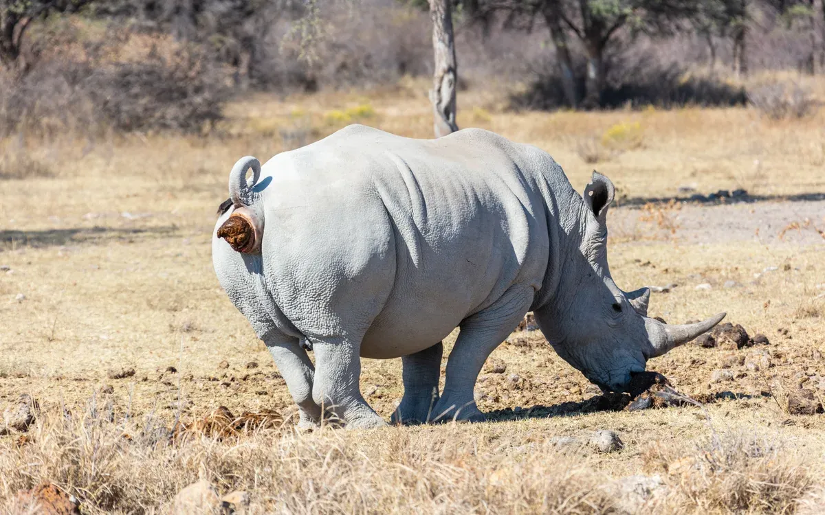 Khama Rhino Sanctuary in Botswana