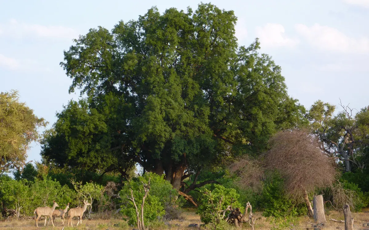 Tuli Block in Botswana